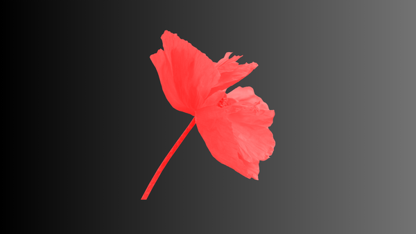 E questo è il fiore